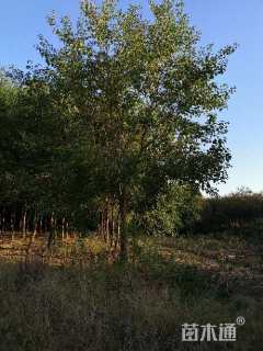 15公分(5杆)丛生乌桕