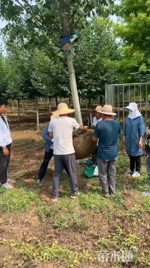 12公分欧洲小叶椴