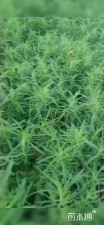 高度25厘米地肤