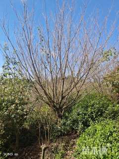 20公分日本晚樱