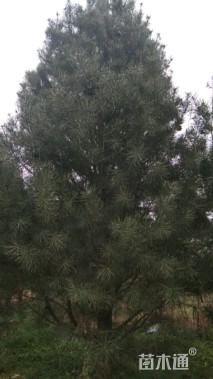 高度500厘米白皮松