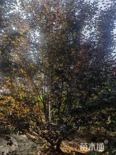 高度500厘米丛生紫叶李