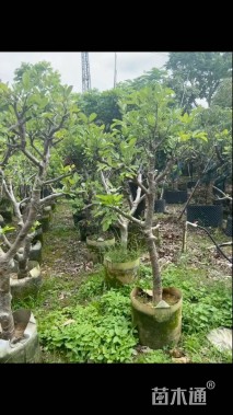 高度300厘米番石榴