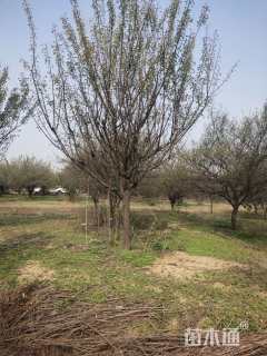 15公分骨里红梅