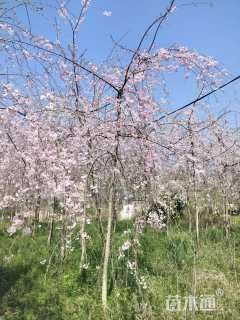 10公分垂枝樱花