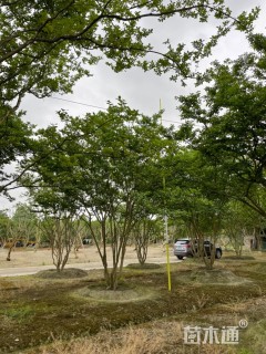 高度600厘米大红紫薇