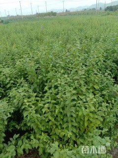 高度80厘米醉鱼草