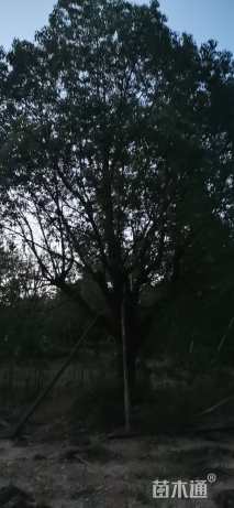 35公分丛生香樟