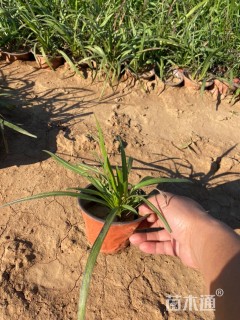 高度15厘米蛇鞭菊