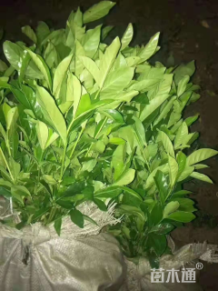 高度10厘米栀子花