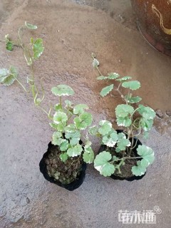 高度15厘米金钱草