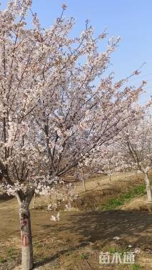 15公分染井吉野樱