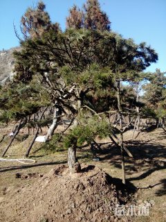 15公分造型油松