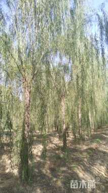 22公分垂柳