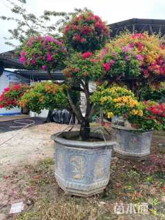 高度200厘米三角梅