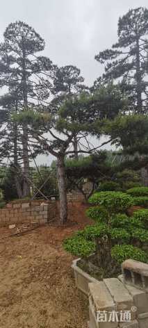 30公分造型油松