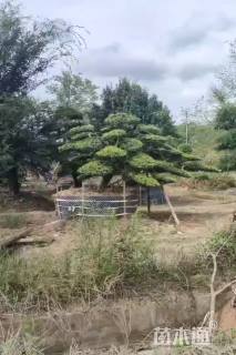 移栽苗造型罗汉松