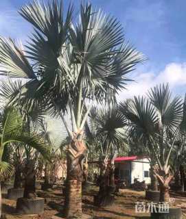裸干高120厘米银叶霸王棕