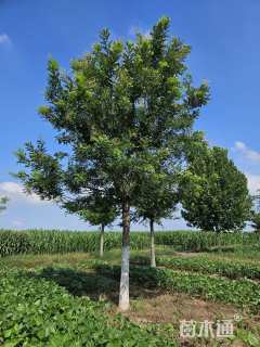 16公分国槐