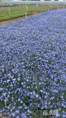 高度20厘米蓝花亚麻
