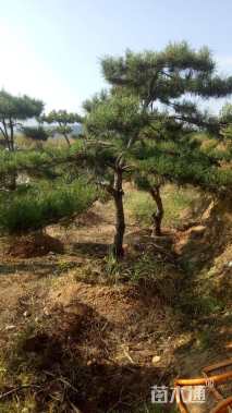 高度200厘米油松