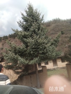 高度900厘米云杉