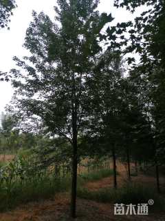 14公分美国红枫