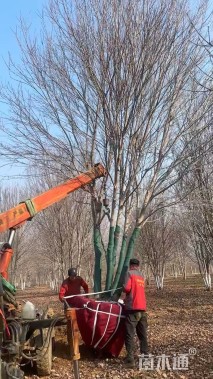 高度700厘米丛生美国红枫