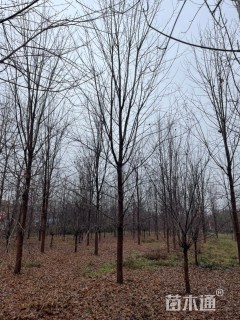 17公分美国红枫-秋火焰