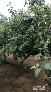 60公分苹果树