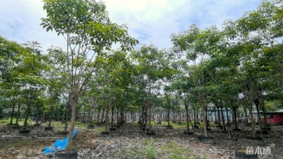 7公分红花风铃木