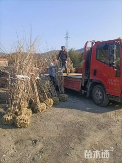 高度120厘米丛生紫荆