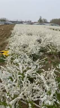 高度30厘米珍珠绣线菊