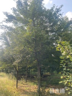 13公分美国红枫-红点