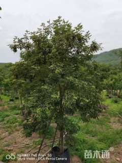 10公分黄花风铃木