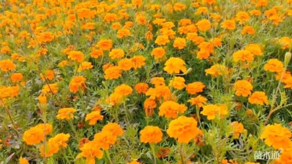 橙色  黄色  双色孔雀草种子