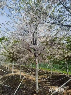 12公分高杆染井吉野樱