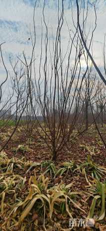 高度400厘米丛生黄栌