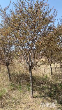 12公分亚当海棠