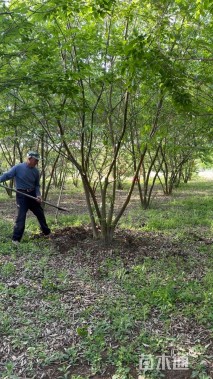 10公分(5杆)丛生朴树