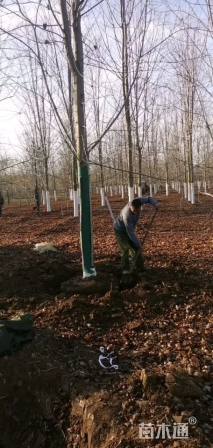 15公分美国红枫