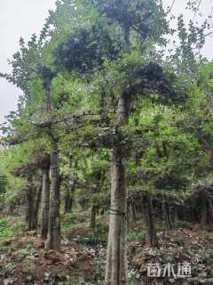 20公分对节白蜡