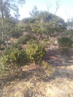 10公分造型枸骨