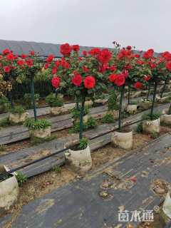 高度130厘米月季