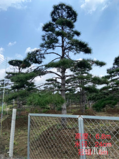 14公分造型油松