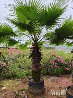 裸干高150厘米华棕