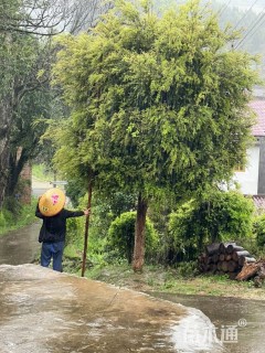 高度500厘米黄杨