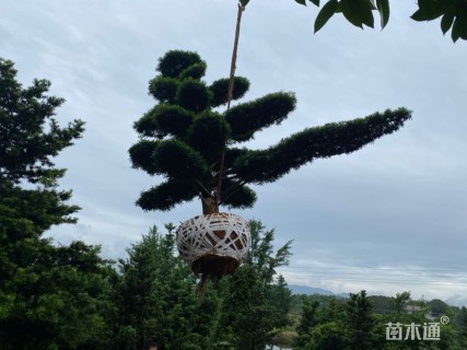 移栽苗造型罗汉松