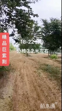 18公分巨紫荆