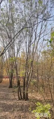 高度600厘米丛生国槐